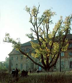 Schloss Meseberg mit Baum